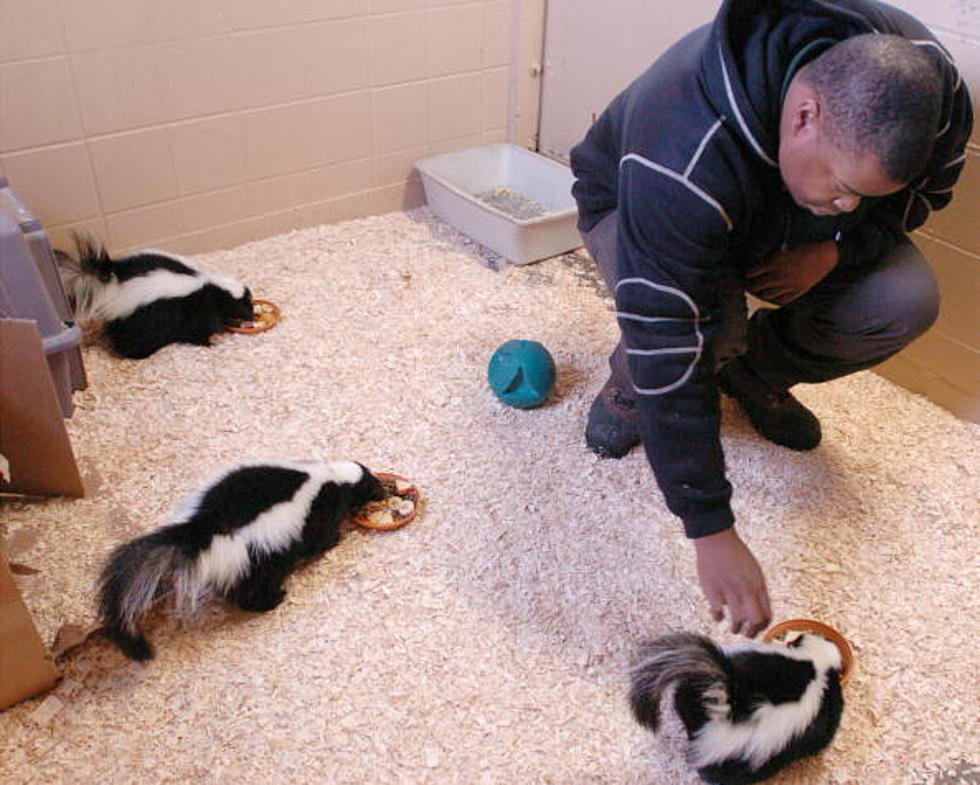 Florida Couple Lives With 15 Skunks [VIDEO]