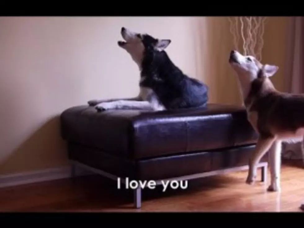 Two Very Cute Dogs Discuss Their Differences [VIDEO]