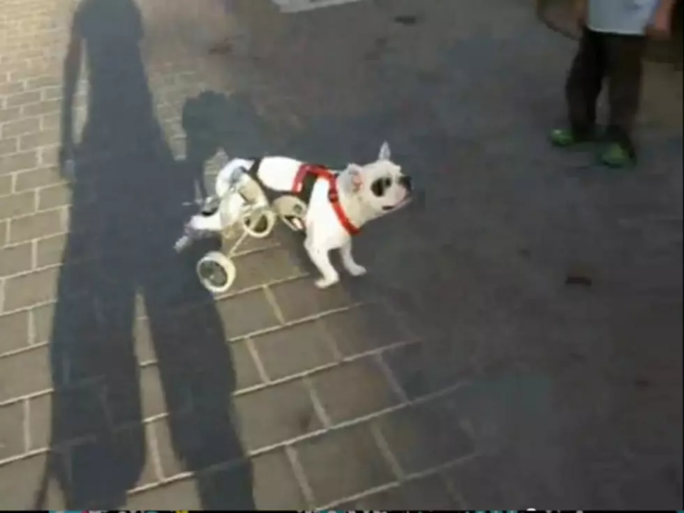 Wheelchair for Dogs Is the Cutest Thing Ever [VIDEO]