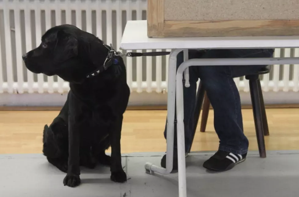 Schools Use Dogs In The Classroom To Prevent Bullying
