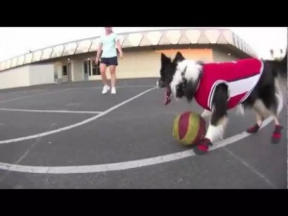 Dog Plays Basketball Better Than Some People [VIDEO]