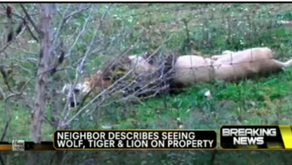 Escaped Exotic Animals Accounted For In Ohio [Video]