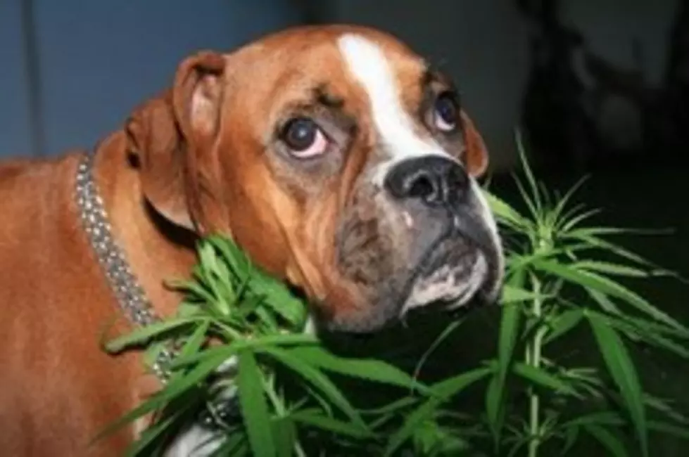 Marijuana Use On The Rise Among Dogs And Cats [VIDEO]