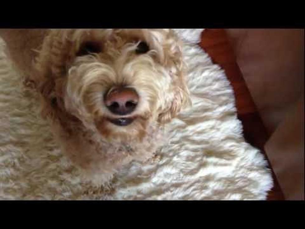 Meet Milo The Dog That Smiles Like A Human [VIDEO]