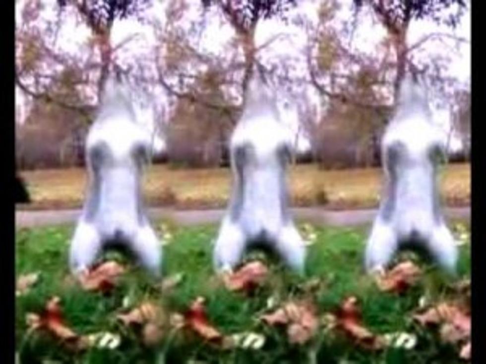 Watching Squirrels Dance To Michael Jackson Is Just One Reason Why The Internet Was Invented [VIDEO]
