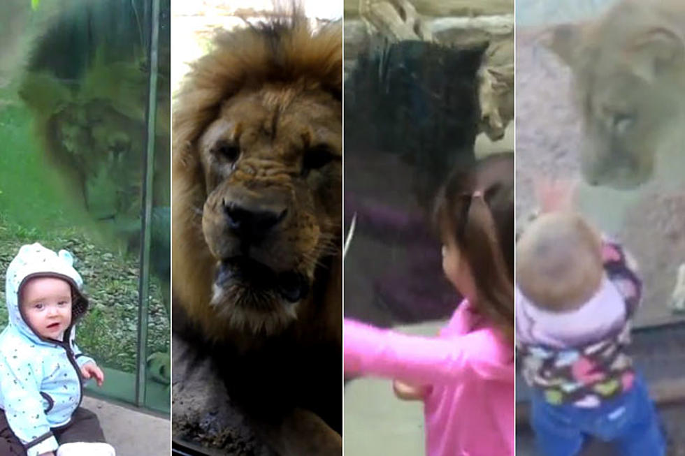 Kids Behind The Glass With Zoo Animals [VIDEOS]