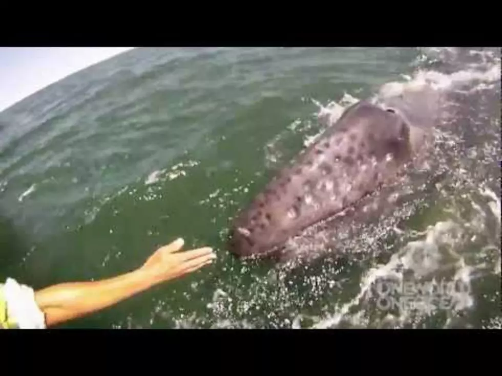 Incredible Whale Encounter Mother Gray Whale Lifts Her Calf Out Of The Water [VIDEO]