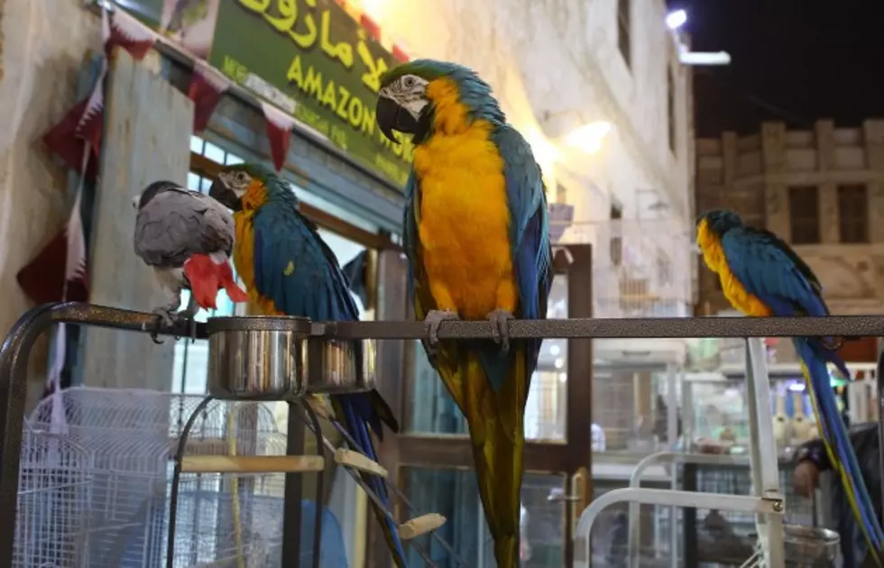 Bird Feeds Husky Spaghetti Noodles [VIDEO]