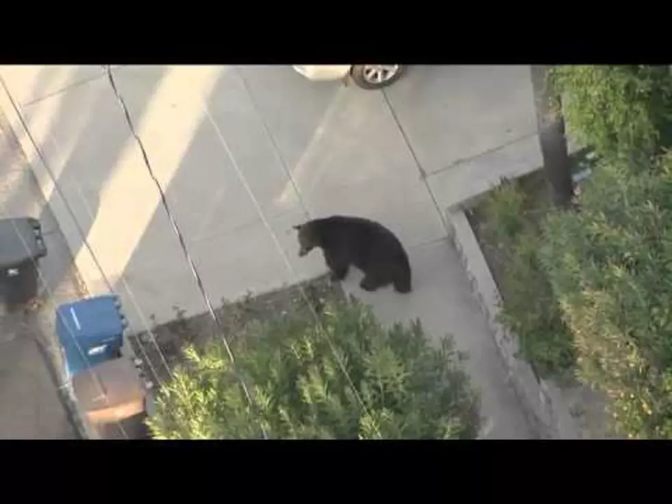 400-Pound Bear Wandered Through A California Neighborhood [VIDEO]
