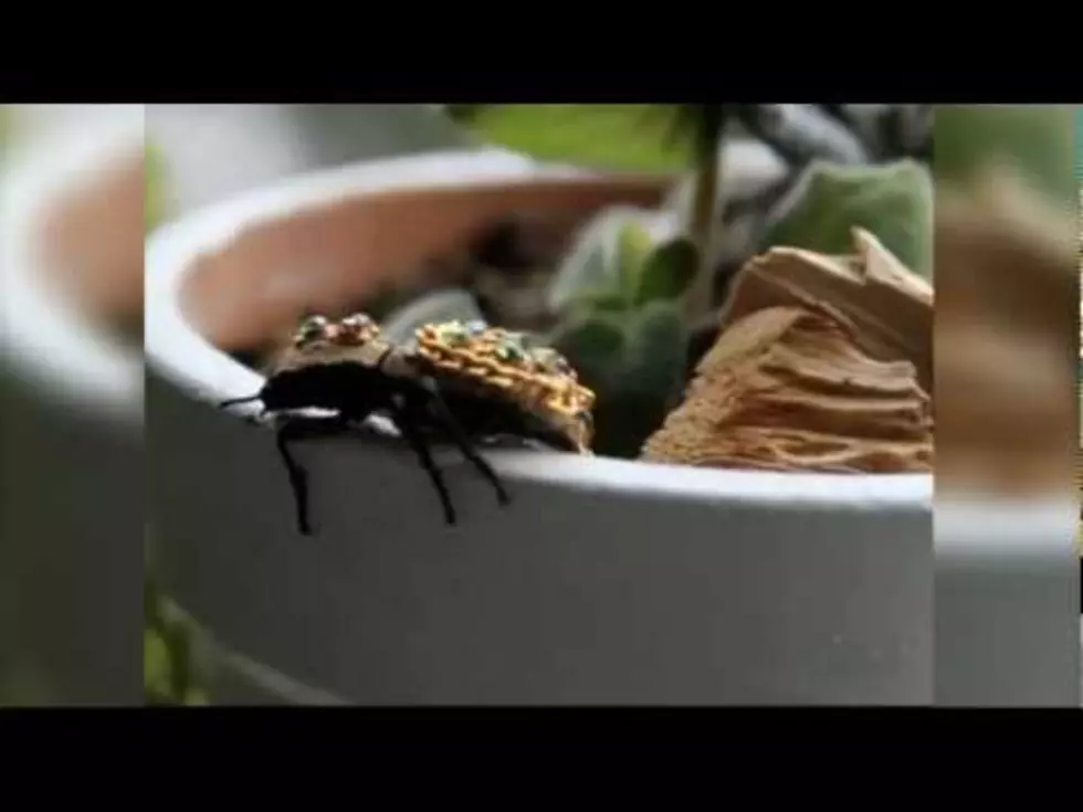 Live Beetles As Jewelery From Our Friends In Mexico [VIDEO]