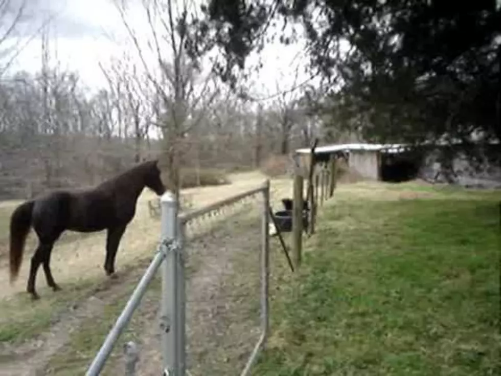 Watch This Dog And Horse Frolic Together In Pasture [VIDEO]