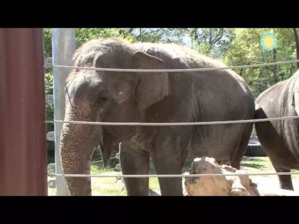 Not Something You See Everyday An Elephant Playing A Harmonica [VIDEO]