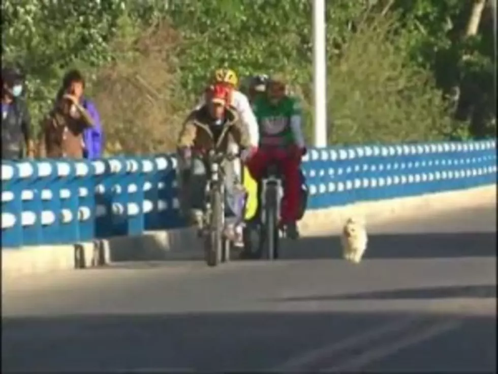Stray Dog Follows Cyclists For 1,110 Miles [VIDEO]