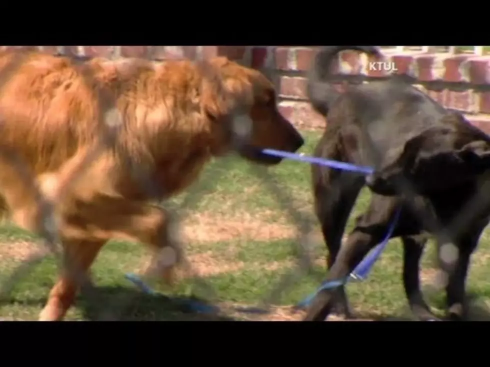 Blind Dog Gets His Own Seeing Eye Dog [VIDEO]