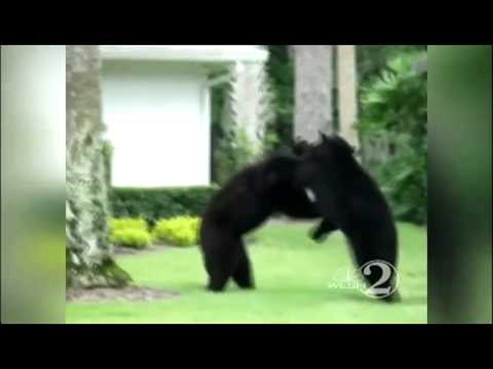 What Would You Do If You Found Two Black Bears Fighting On Your Front Lawn? [VIDEO]