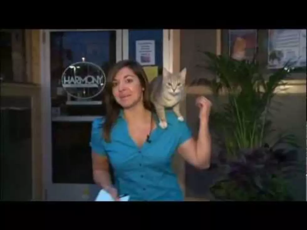 Stray Cat Interupts Grand Rapids’ Reporter’s On Air Broadcast [Video]