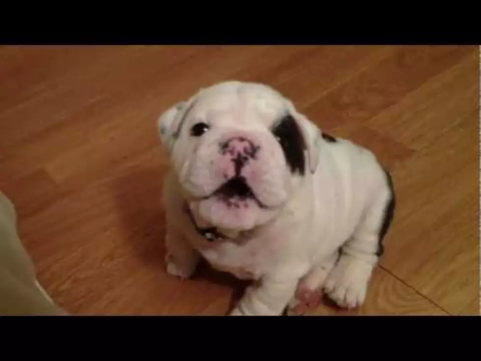 Come Meet Bentley The ‘Cranky’ Bulldog Puppy [Video]