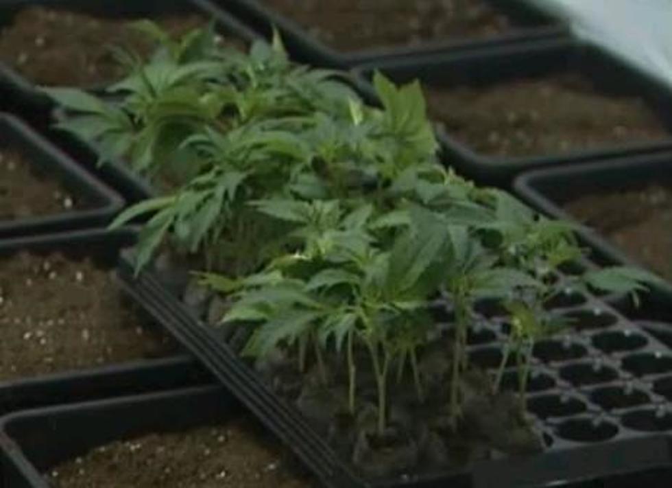 Four Michigan Cities Look To Marijuana Depenalization Ordinances