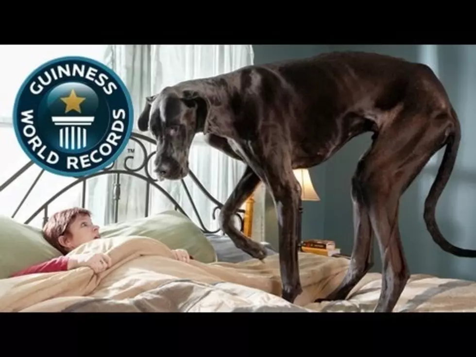 World’s Tallest Dog Lives In Michigan [Video]