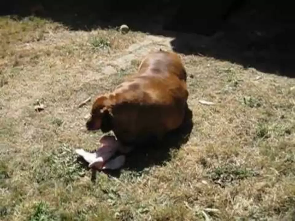 Meet Obie The Dachshund Version Of The ‘Biggest Loser’ [VIDEO]