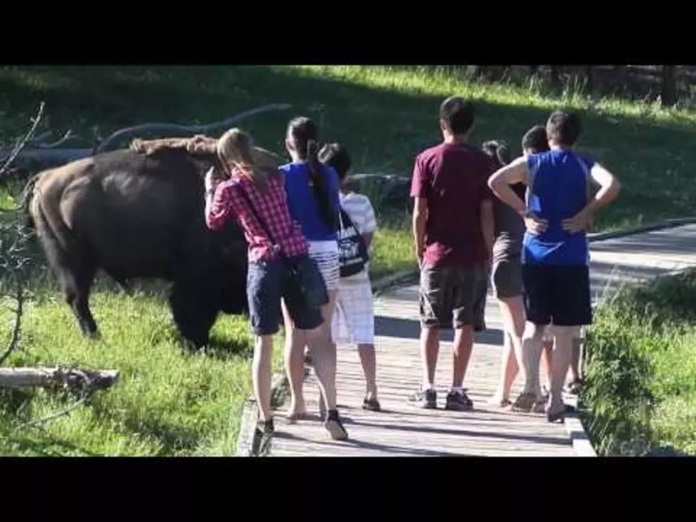 Bison Charges At A Young Boy As Adults Laugh And Encourage Him[VIDEO]
