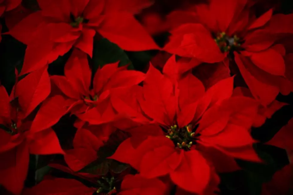 Order Your Poinsettias, Wreaths to Help Big Brothers/Big Sisters of Flint