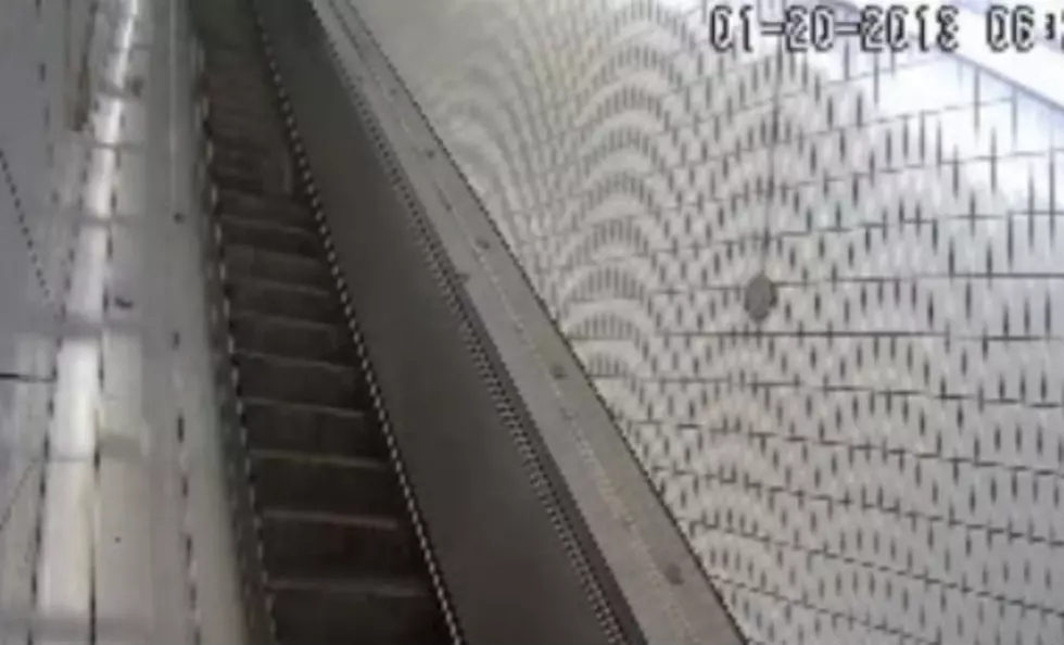 This Freaked Out Racoon Can&#8217;t find His Way Off The Escalator [Video]
