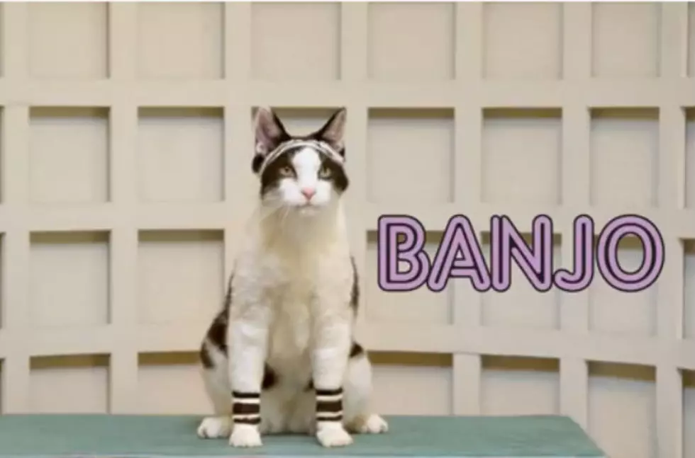 Kitty Aerobics Featured In New Temptations Cat Treat Ad – Adorable! [Video]