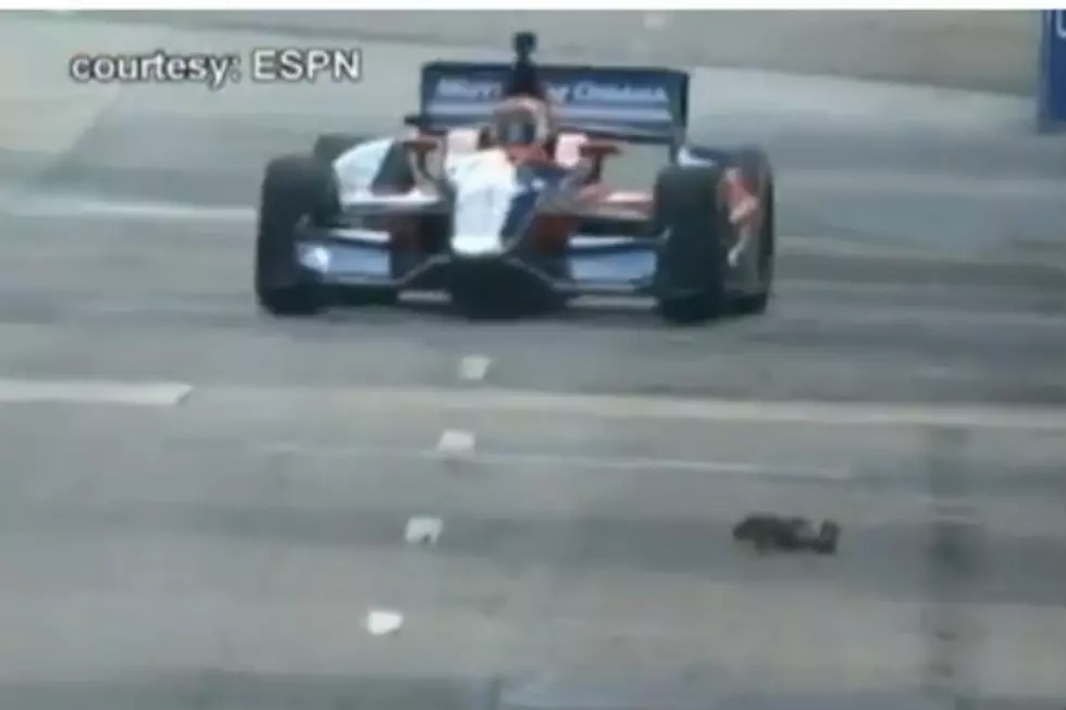 Mom and Baby Ducks Halt IndyCar Practice On Detroit Race Track [Video]
