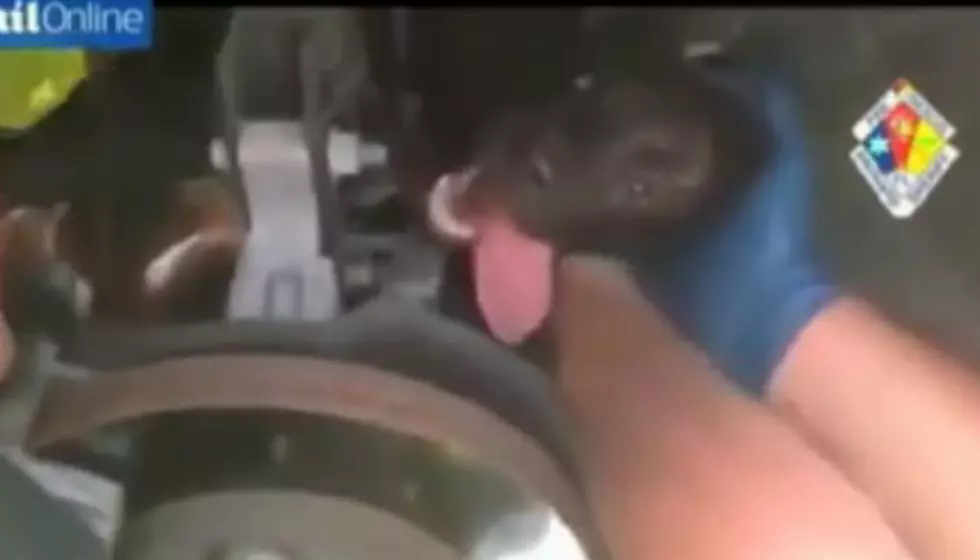 Lucky Puppy Lives After Being Trapped Between PT Cruiser&#8217;s Axle And Steering [Video]