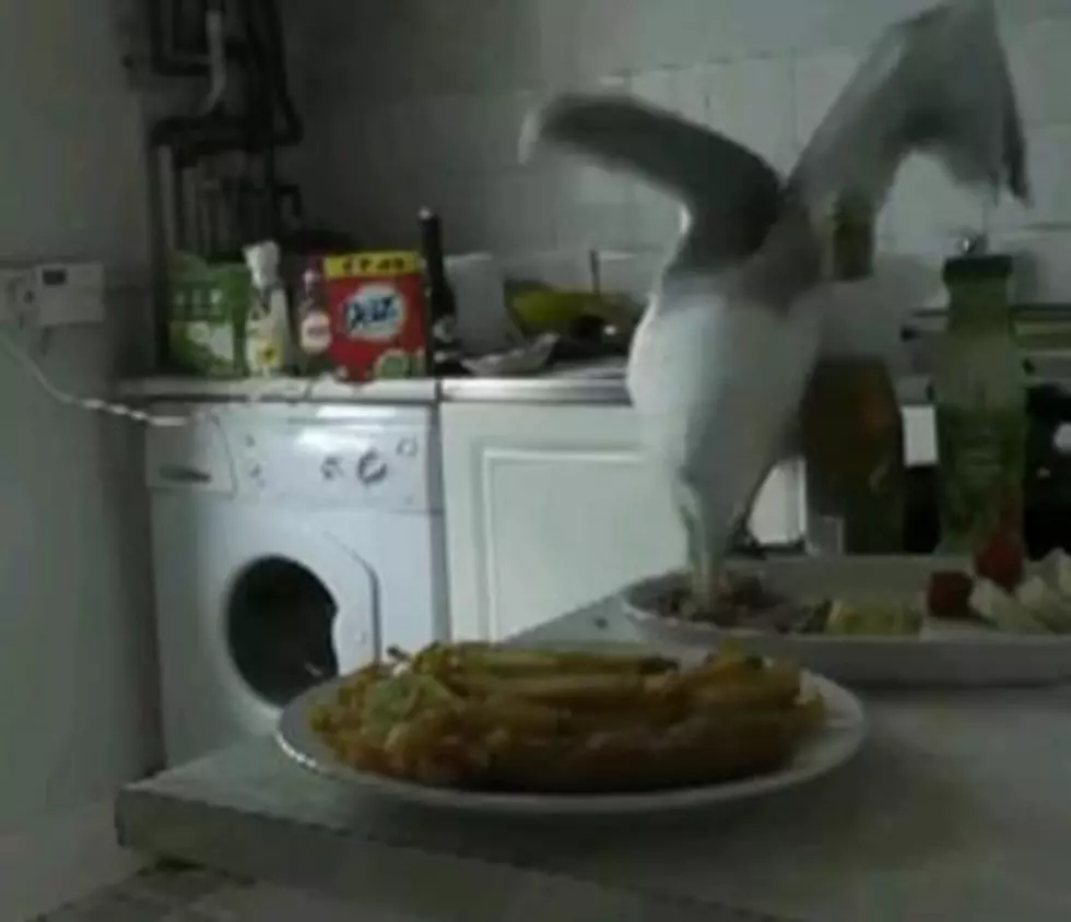 Seagull Crashes Lame Sandwich Prank, Slams Into Window [VIDEO]