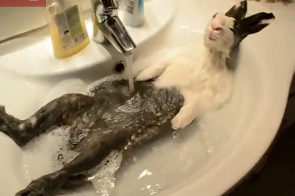 You Can’t Resist! Watch Cute Animals Taking A Bath [Video]