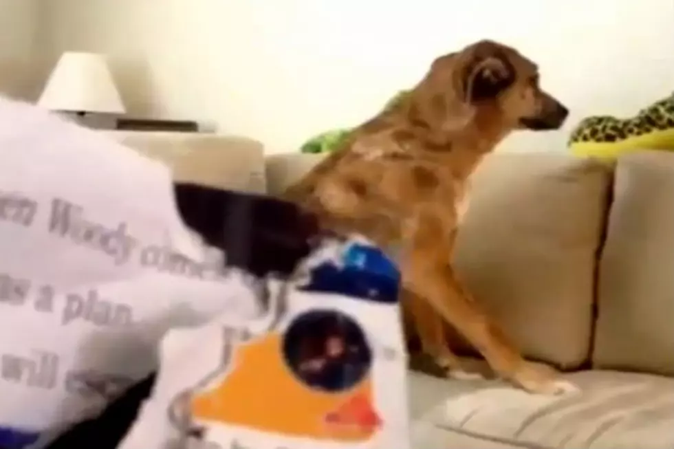 This Is The Best Guilty Dog Video Ever! [Video]