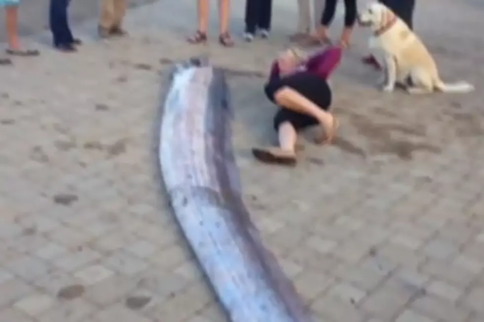 18 Foot Sea Serpent Found Off California Coast [Video]