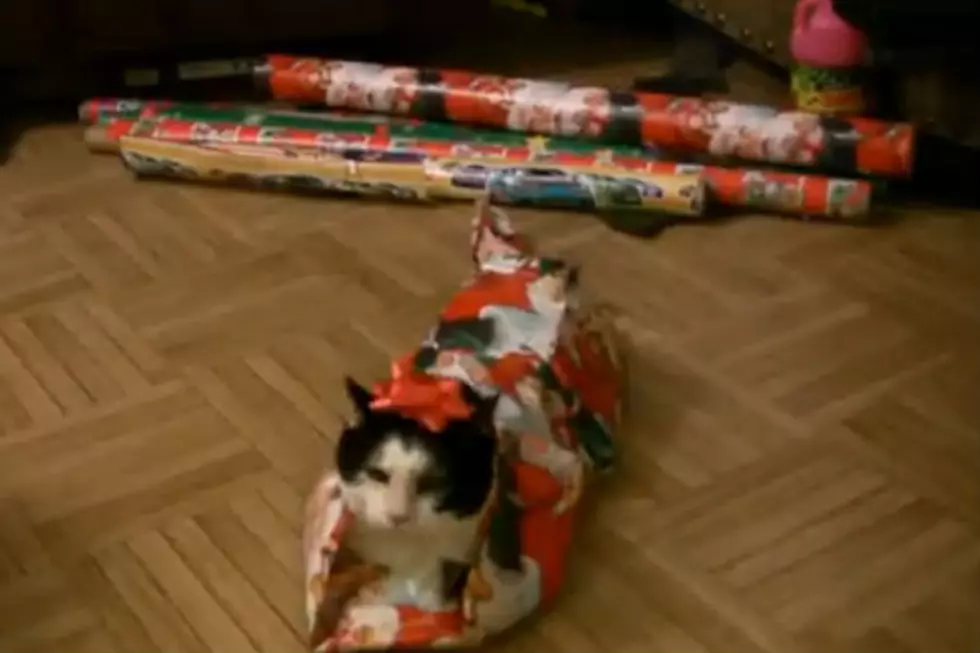 How To Wrap A Cat For Christmas [Videos]