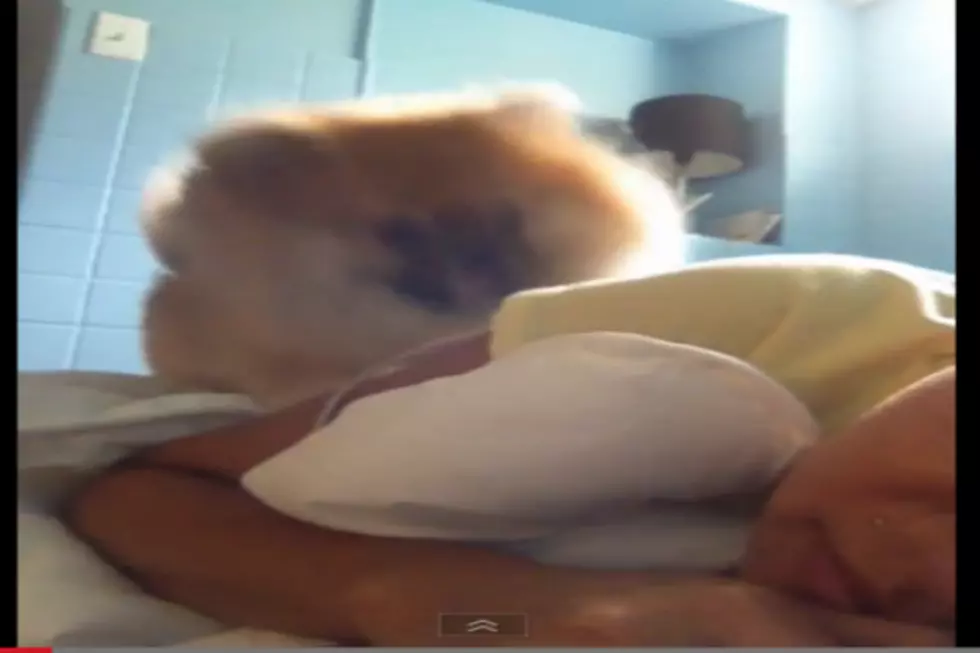 This Adorable Corgi Might Just Do Away With Alarm Clocks As We Know Them [Video]
