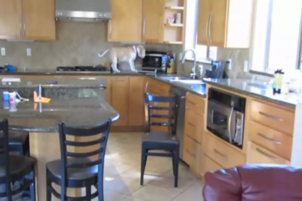 Lucy The Beagle Caught On Tape With Her Paw In The Toaster Oven [Video]