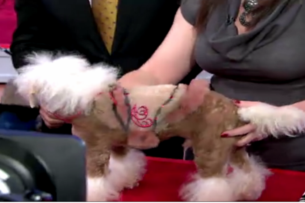 Extreme Dog Grooming Is Big Business [Video]