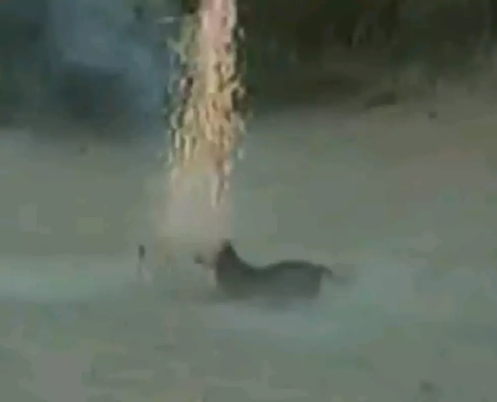 Roman Candle Weiner Dog Will Warm You With Laughter [VIDEO]