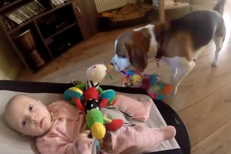 Guilty Dog Apologizes After Stealing Baby’s Toys [Video]