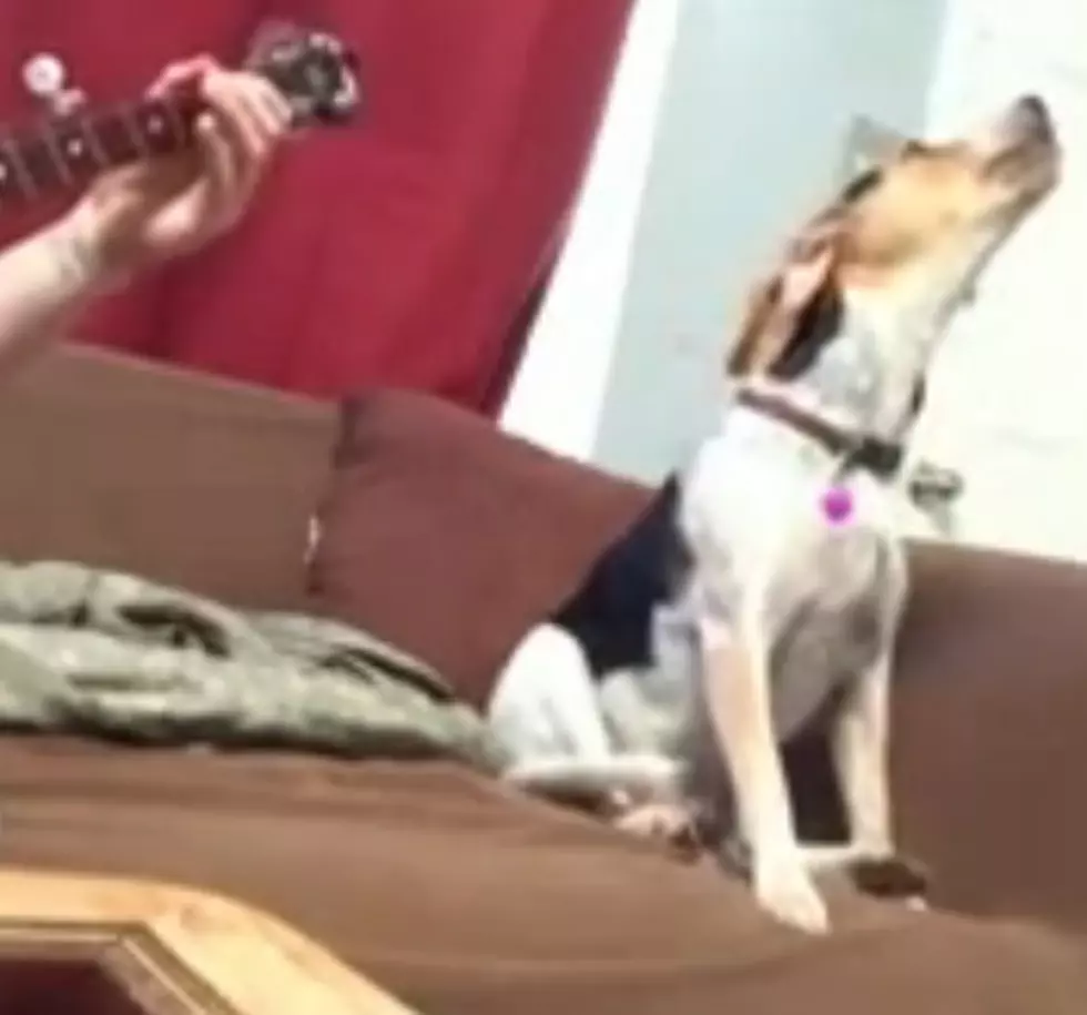 Dog Howls While Owner Plays Banjo [VIDEO]