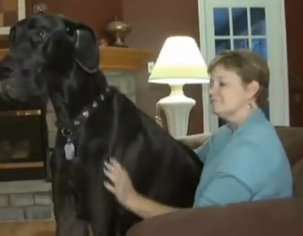 World&#8217;s Tallest Dog Dies at Age 5