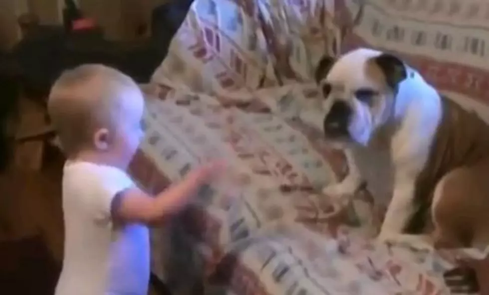 Baby Argues With Bulldog [VIDEO]