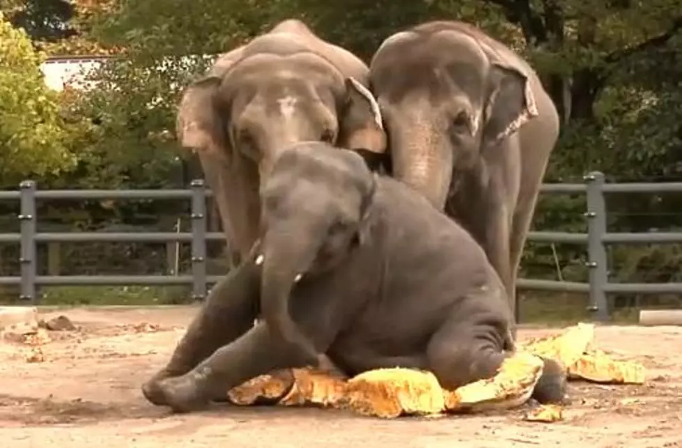 Smashing Pumpkins&#8230;With Elephants [VIDEO]