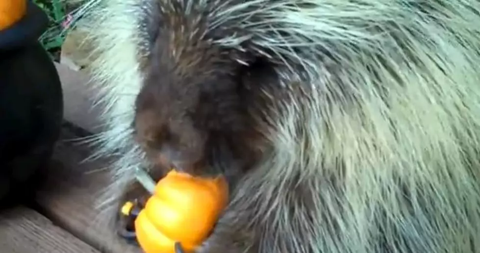 Teddy Bear the Porcupine Loves Pumpkins [VIDEO]
