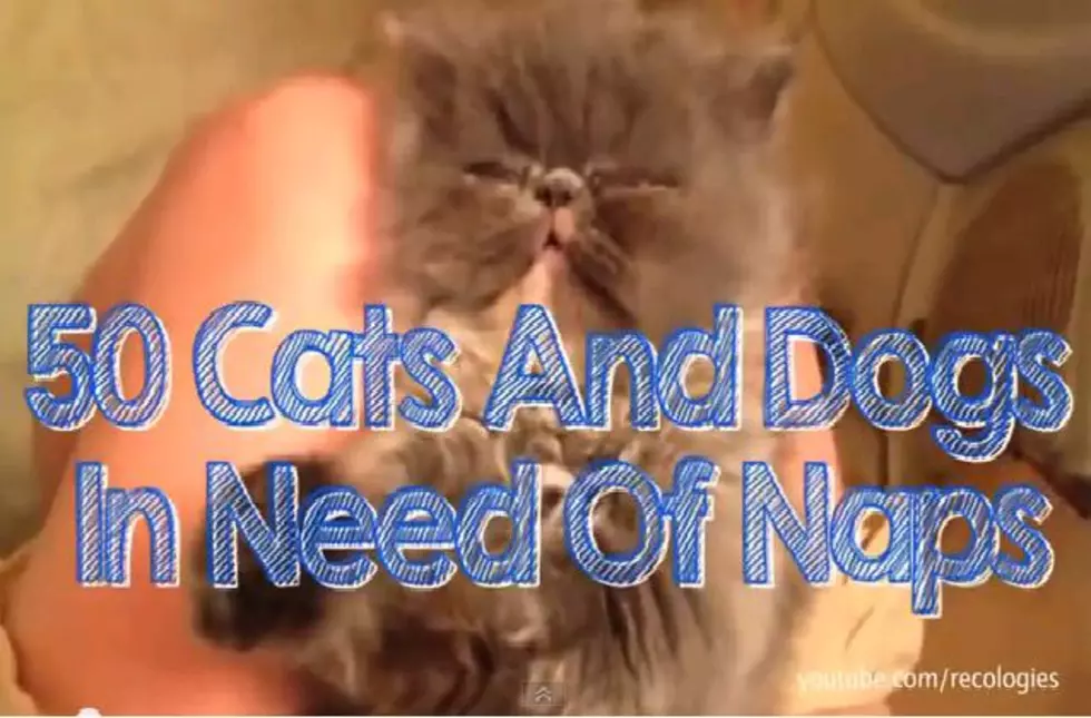 Dogs and Cats That Need a Nap [VIDEO]