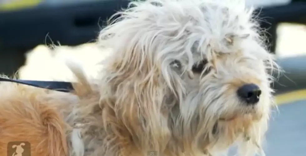 Homeless Dog Gets Makeover [VIDEO]