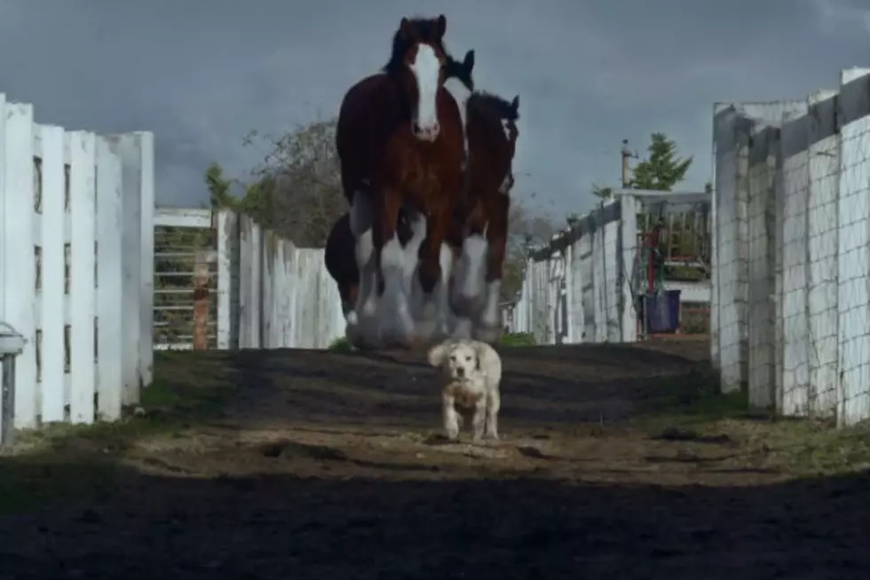 Budweiser Does it Again, With Amazing &#8216;Lost Dog&#8217; Super Bowl Ad [VIDEO]