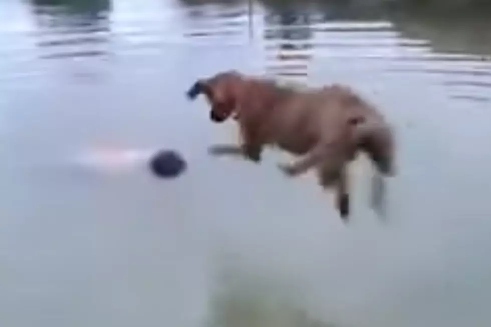 Dog Thinks His Owner Is Drowning – Saves His Life [VIDEO]