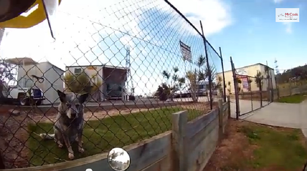 Australian Postal Worker Films All The Dogs On His Route [VIDEO]